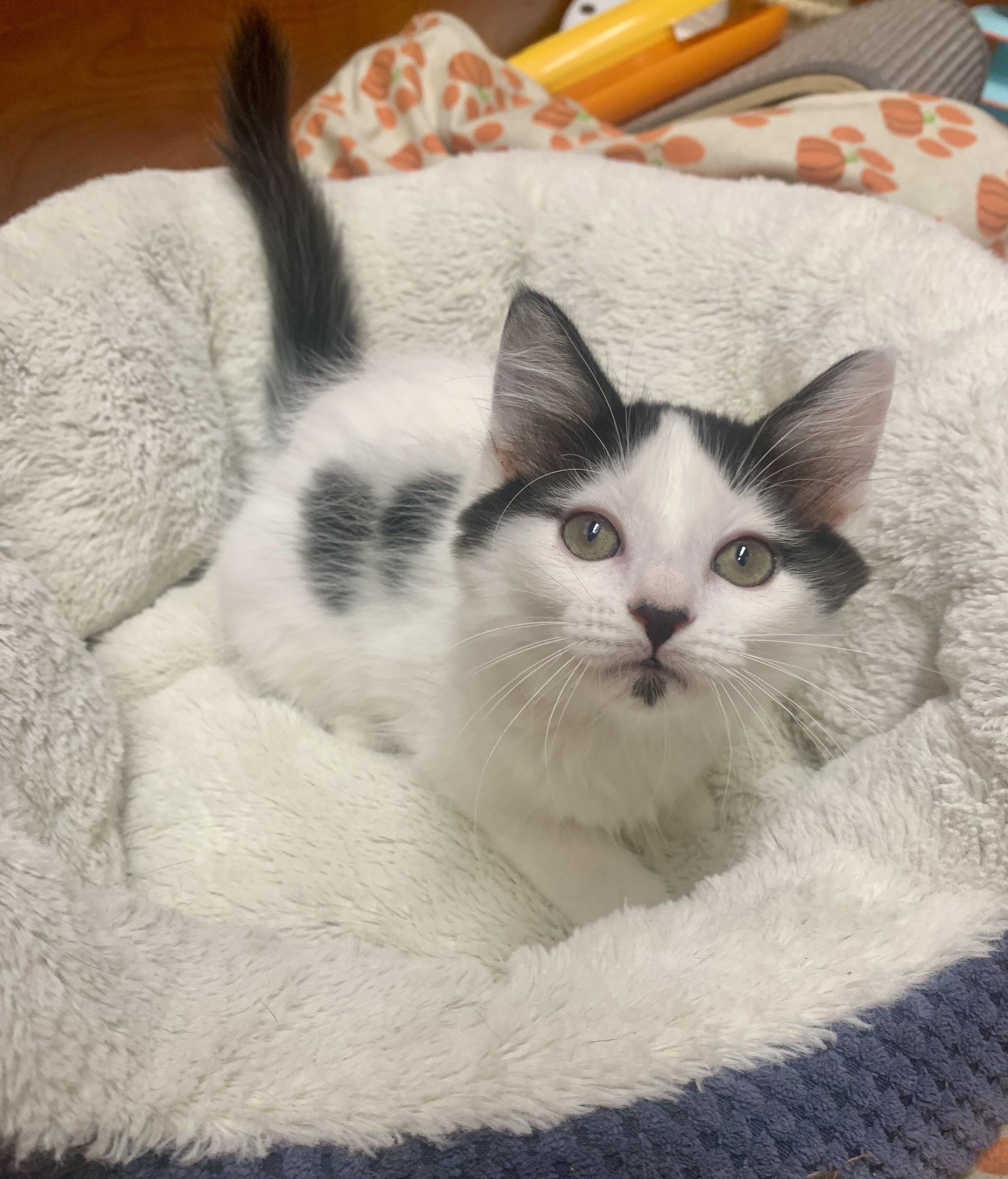 Pongo, ADOPTABLE, Kitten Male Domestic Medium Hair.