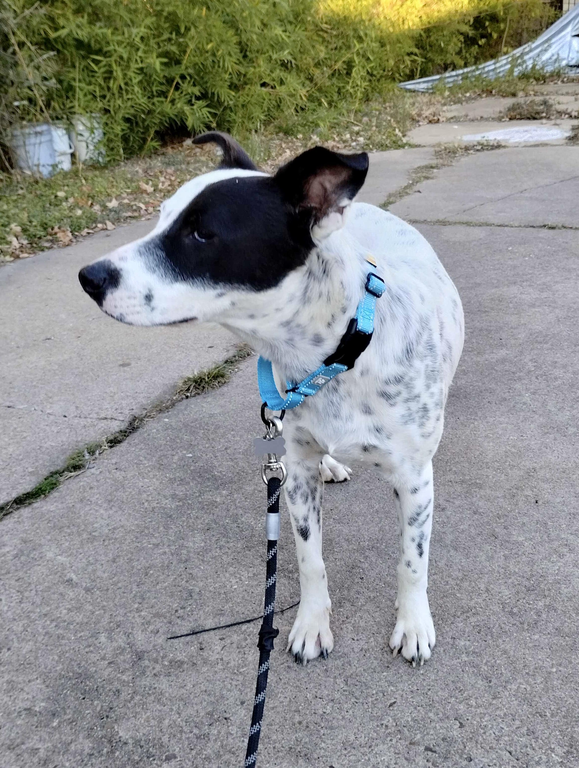 Checkers — thumbnail 2