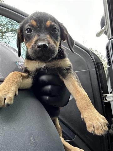 A651078 — thumbnail 2