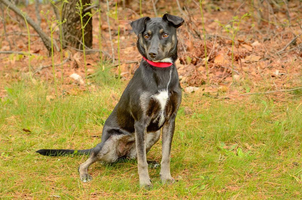 Daisy, Adoptable, Young Female Hound & Shepherd.