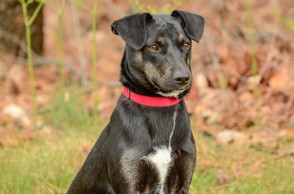 Daisy, a Adoptable mixed breed in Brick, NJ image 2/3