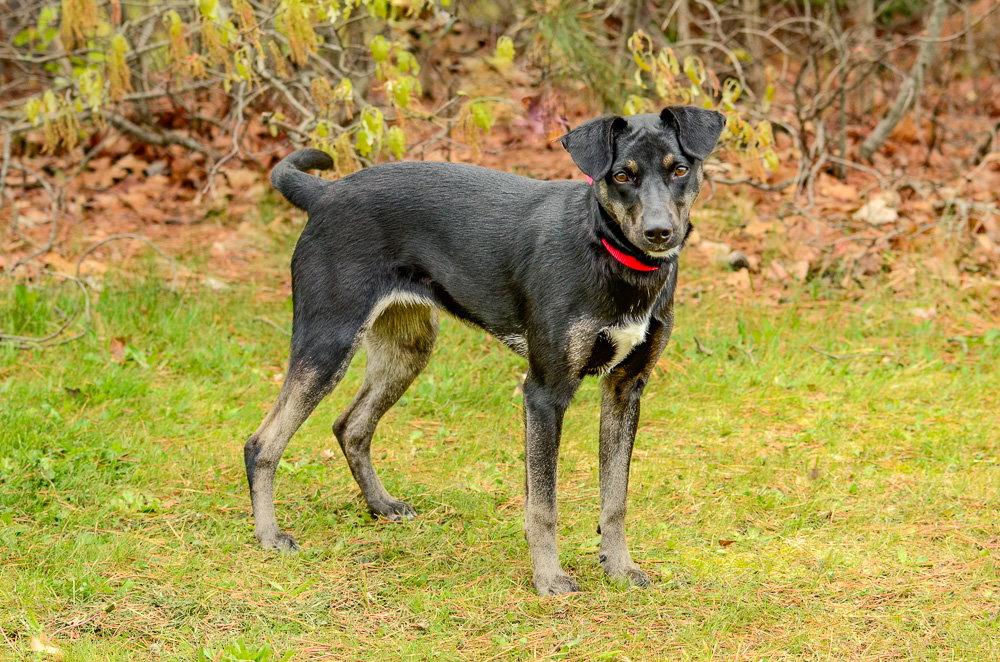 Daisy, a Adoptable mixed breed in Brick, NJ image 3/3