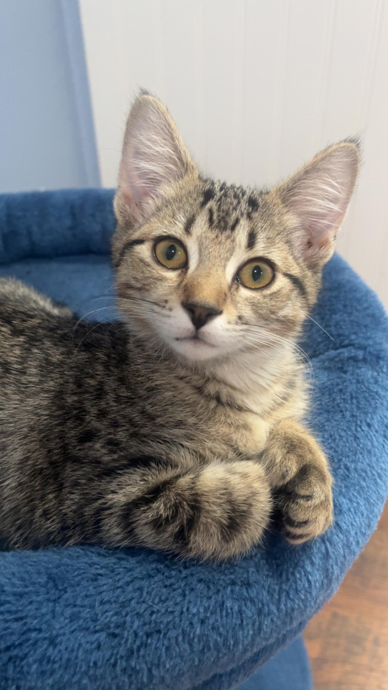 Pepper, Adoptable, Young Female Domestic Short Hair & Extra-Toes Cat / Hemingway Polydactyl.