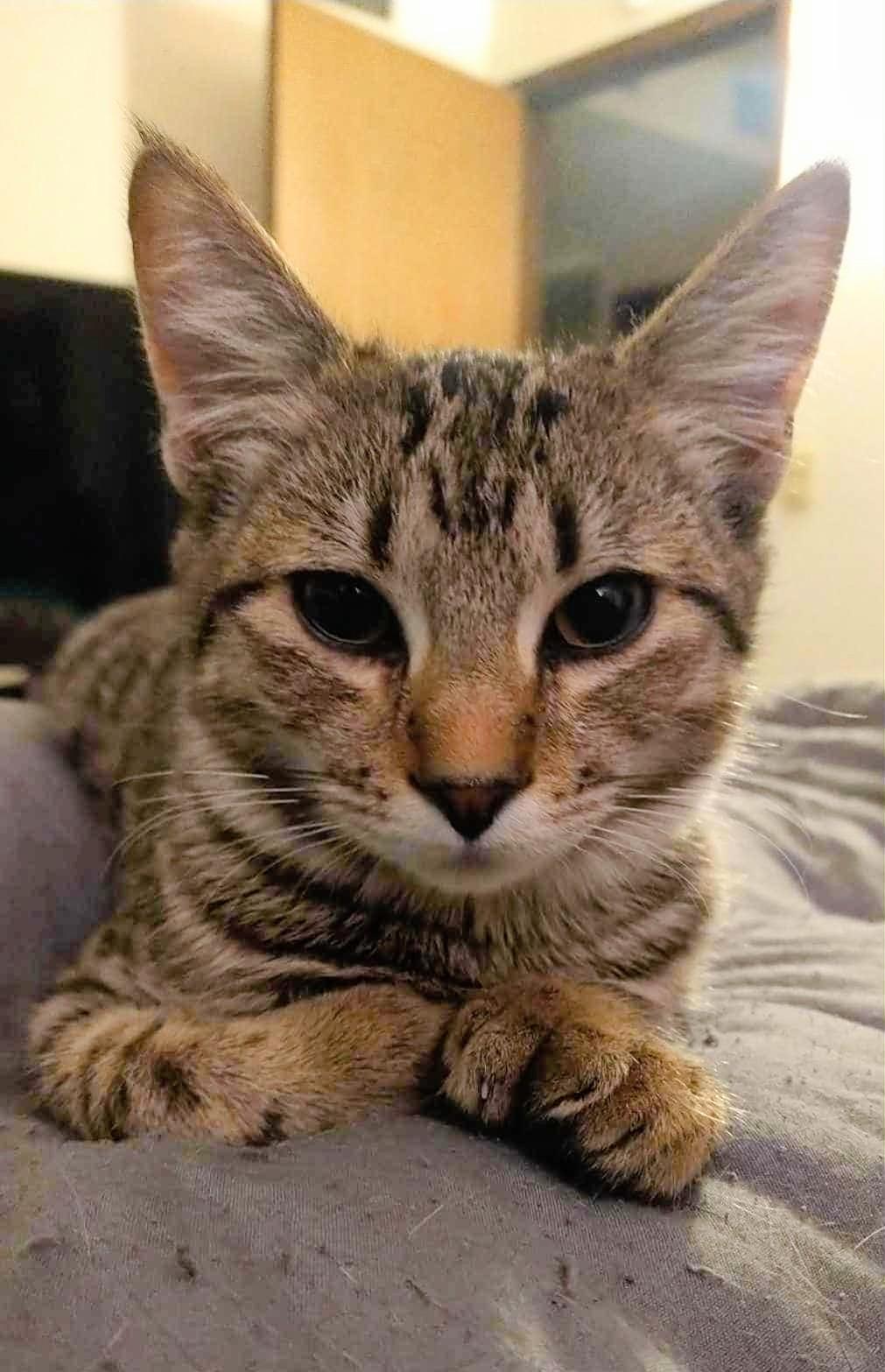 Pepper, adoptable, Kitten Female Domestic Short Hair & Extra-Toes Cat / Hemingway Polydactyl.