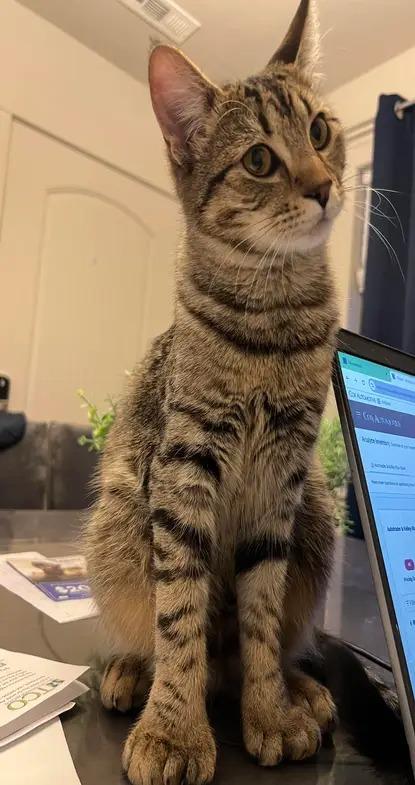 Pepper, adoptable, Kitten Female Domestic Short Hair & Extra-Toes Cat / Hemingway Polydactyl.