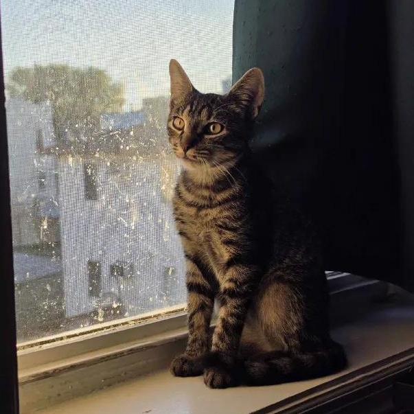 Enlarge Mackerel, a ADOPTABLE Domestic Short Hair in Weehawken, NJ image 6/6