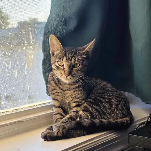 Enlarge Mackerel, a ADOPTABLE Domestic Short Hair in Weehawken, NJ image 4/6