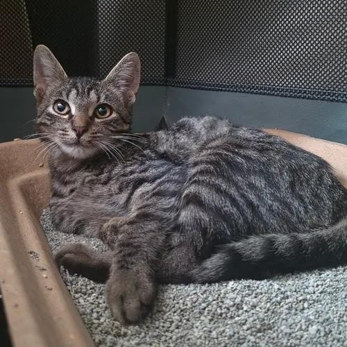 Mackerel, ADOPTABLE, Kitten Male Domestic Short Hair.