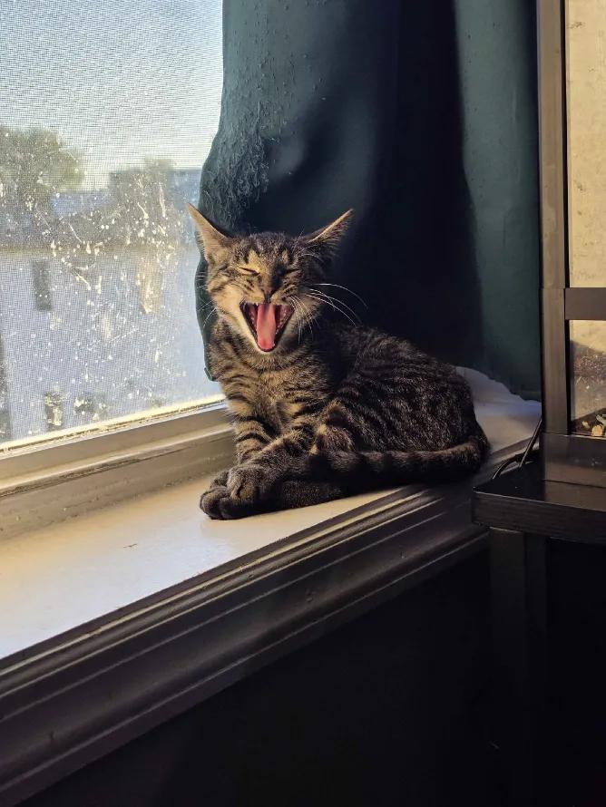 Enlarge Mackerel, a ADOPTABLE Domestic Short Hair in Weehawken, NJ image 5/6