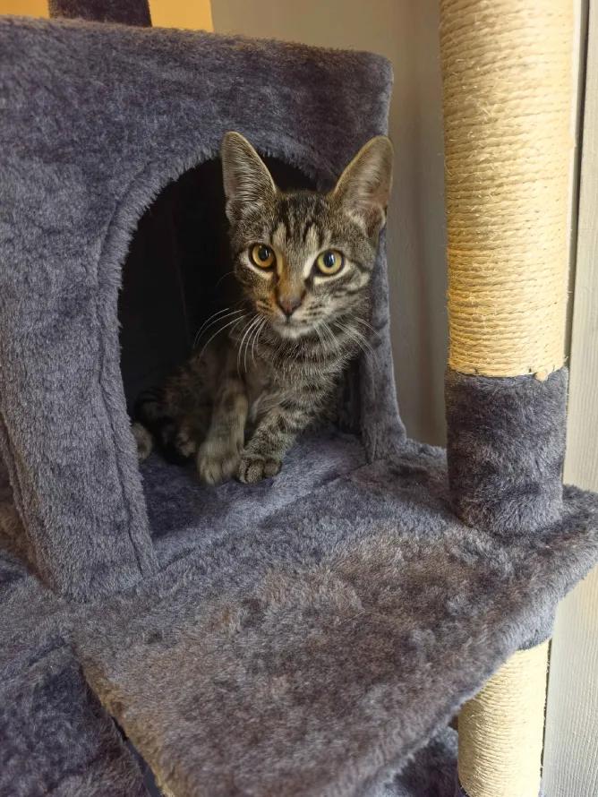 Enlarge Mackerel, a ADOPTABLE Domestic Short Hair in Weehawken, NJ image 3/6