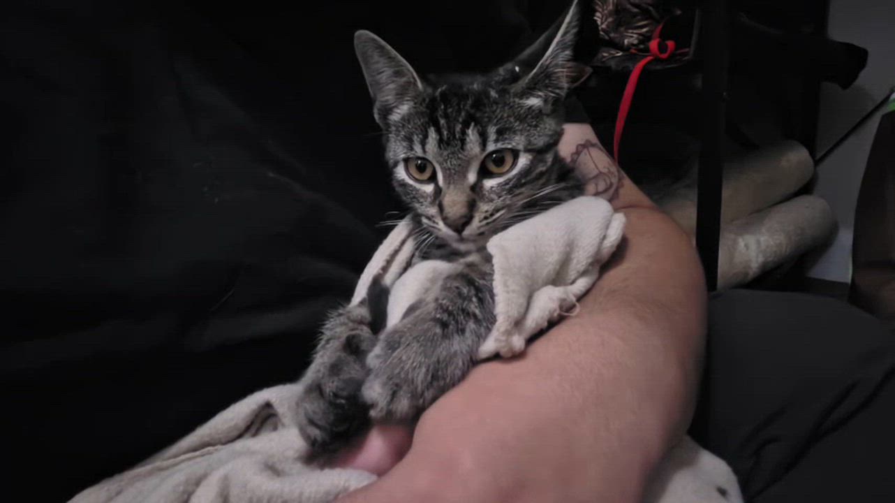 Enlarge Mackerel, a ADOPTABLE Domestic Short Hair in Weehawken, NJ video 2/6