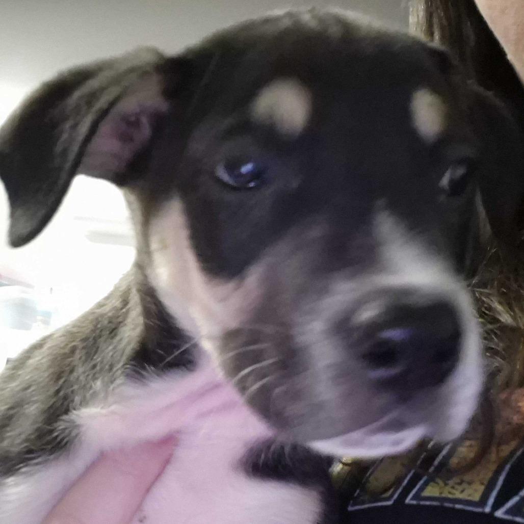Vernita Green, Adoptable, Puppy Female Mixed Breed.
