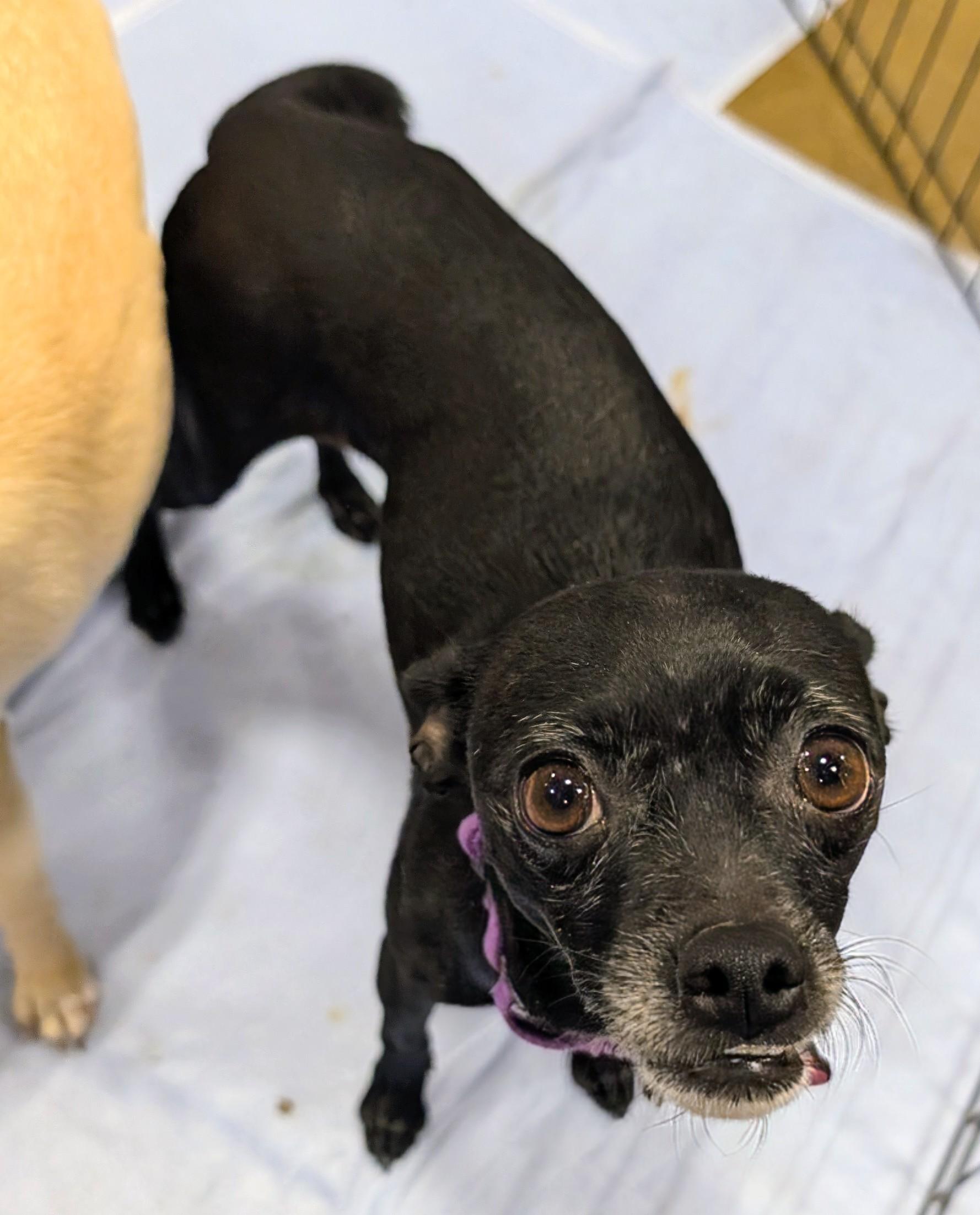 Enlarge momba, a ADOPTABLE mixed breed in Saint David, AZ image 3/6