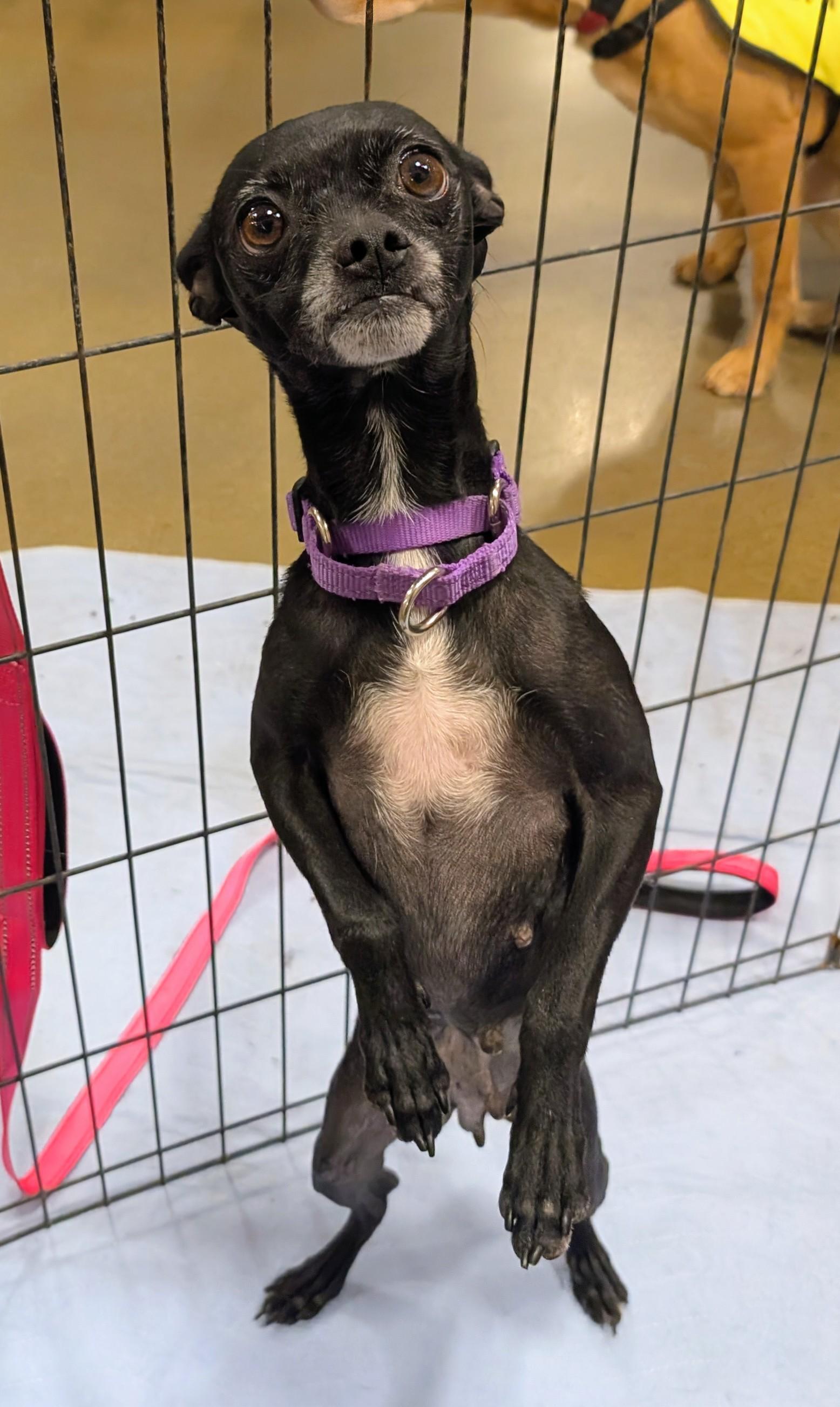 Enlarge momba, a ADOPTABLE mixed breed in Saint David, AZ image 4/6