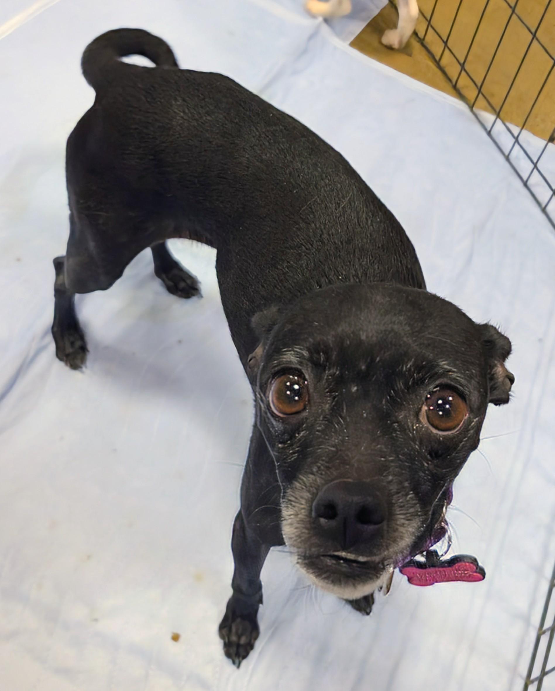 Enlarge momba, a ADOPTABLE mixed breed in Saint David, AZ image 2/6
