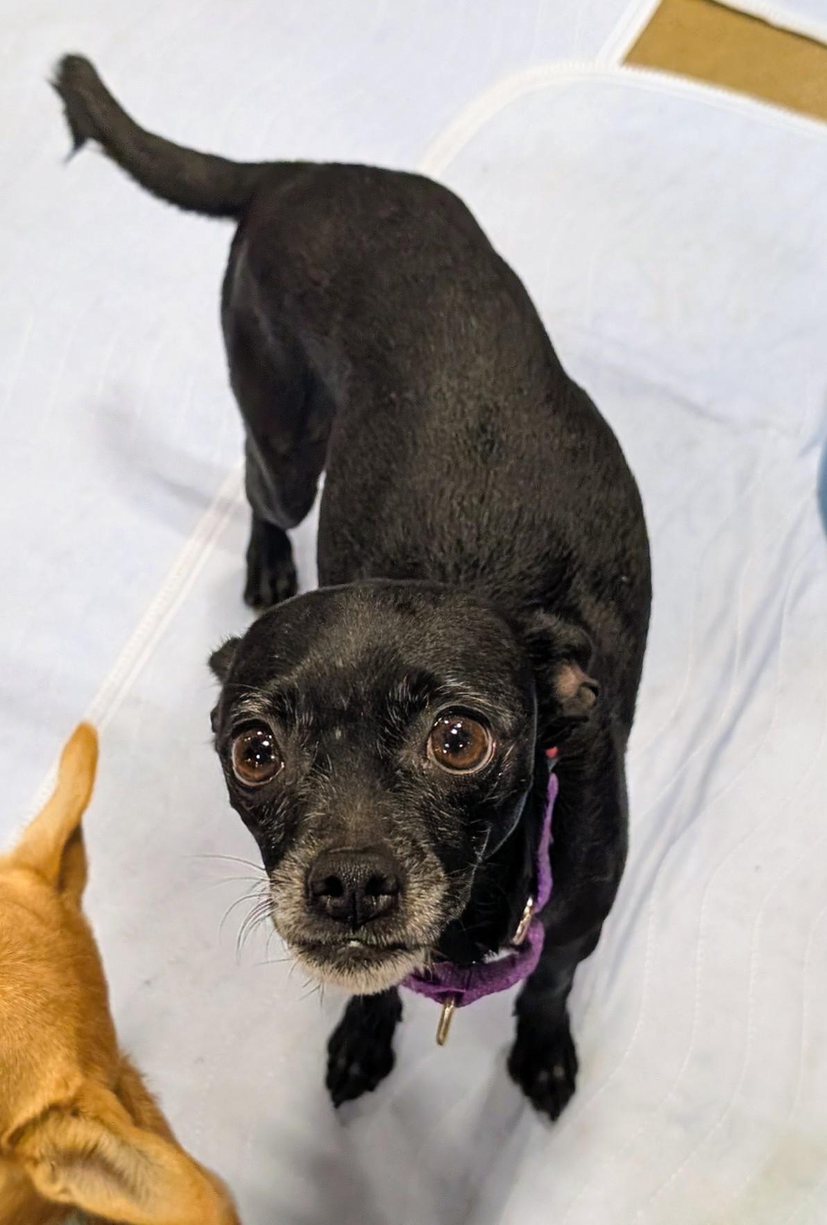 Enlarge momba, a ADOPTABLE mixed breed in Saint David, AZ image 5/6