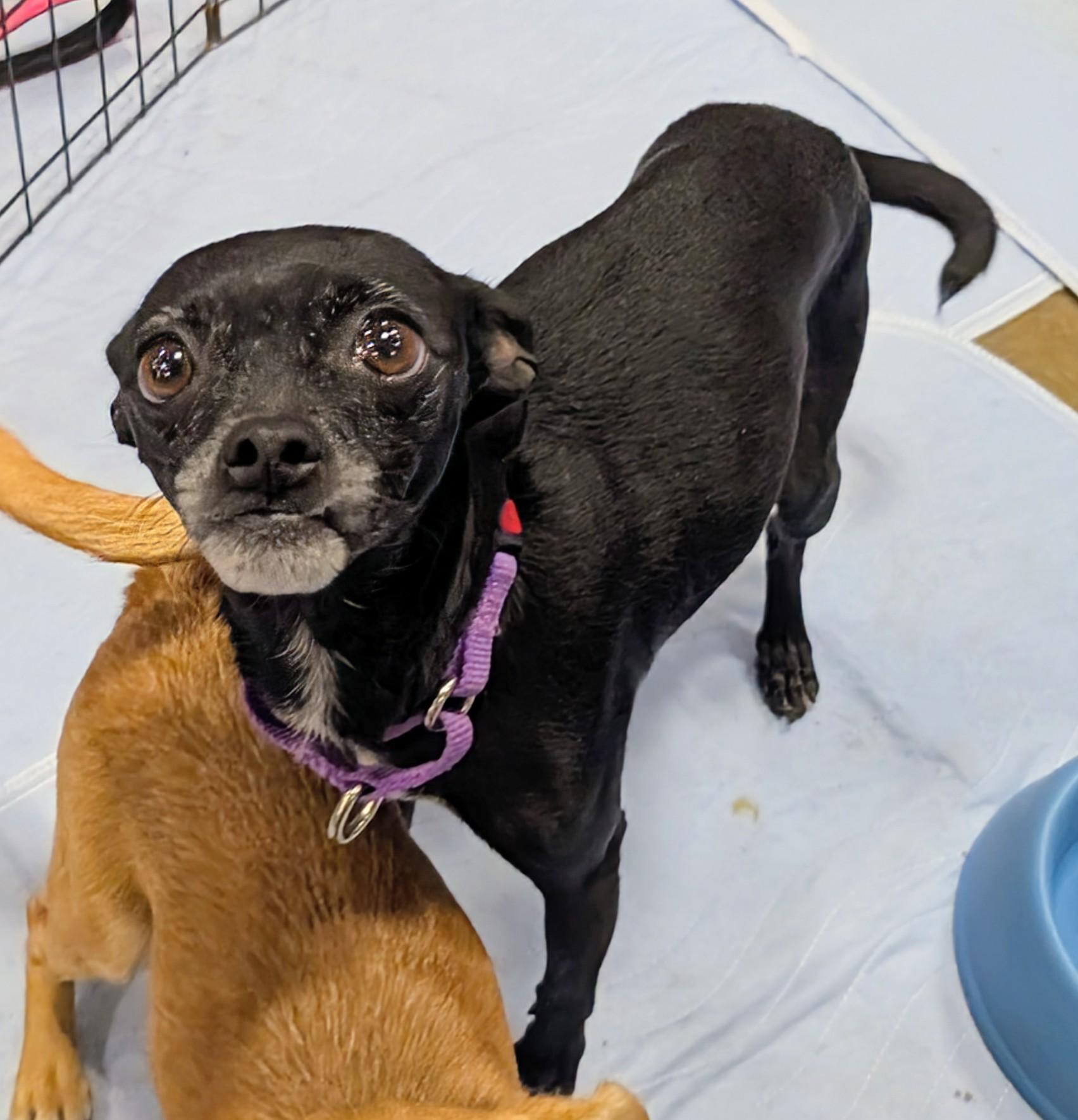 momba, ADOPTABLE, Adult Female Pug & Chihuahua.