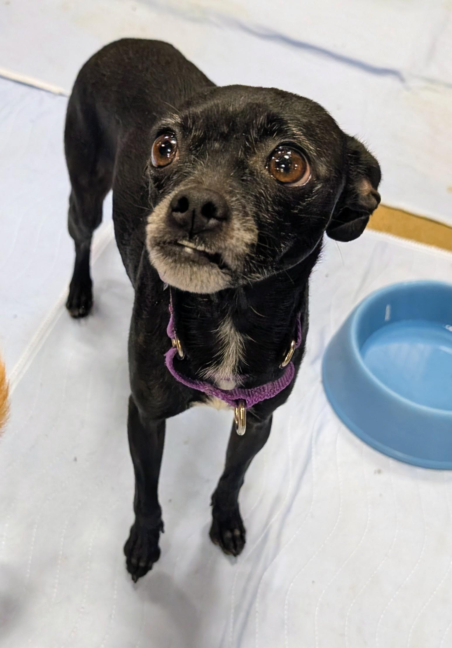 Enlarge momba, a ADOPTABLE mixed breed in Saint David, AZ image 6/6