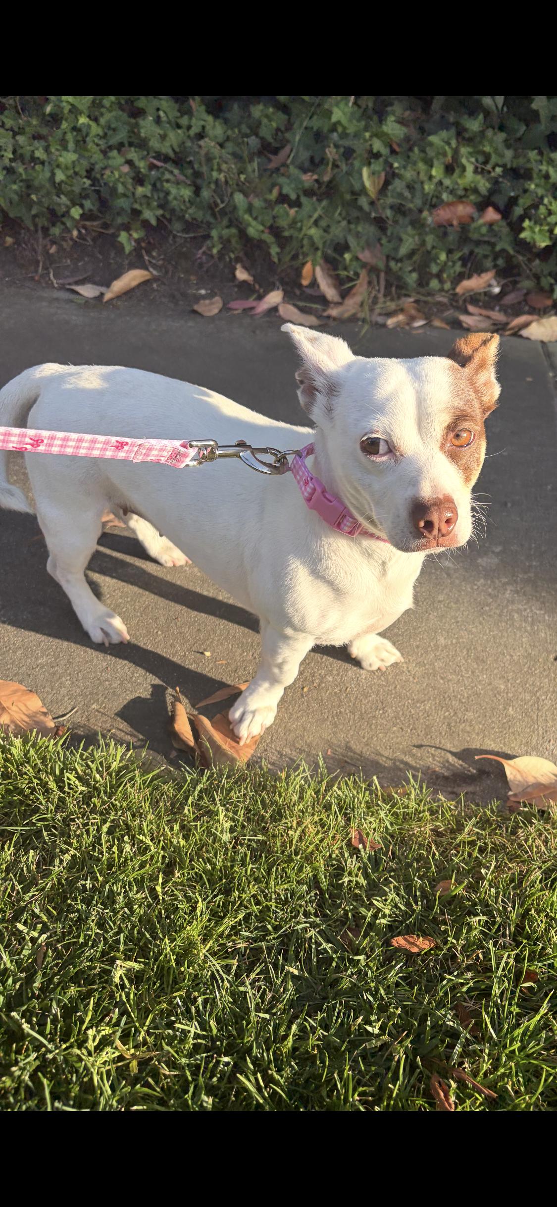 Enlarge Royal, a ADOPTABLE mixed breed in Anaheim , CA image 3/6