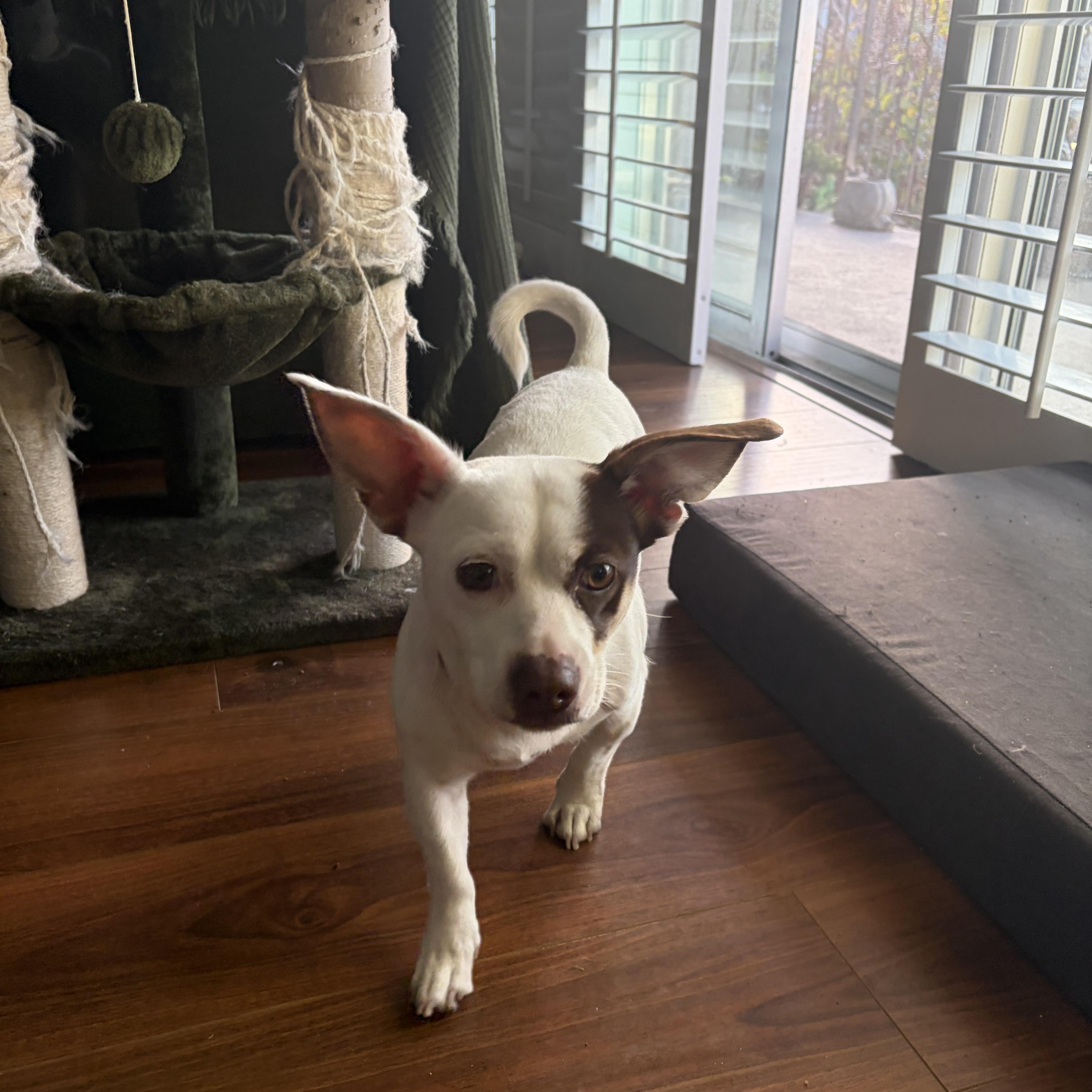 Enlarge Royal, a ADOPTABLE mixed breed in Anaheim , CA image 2/6
