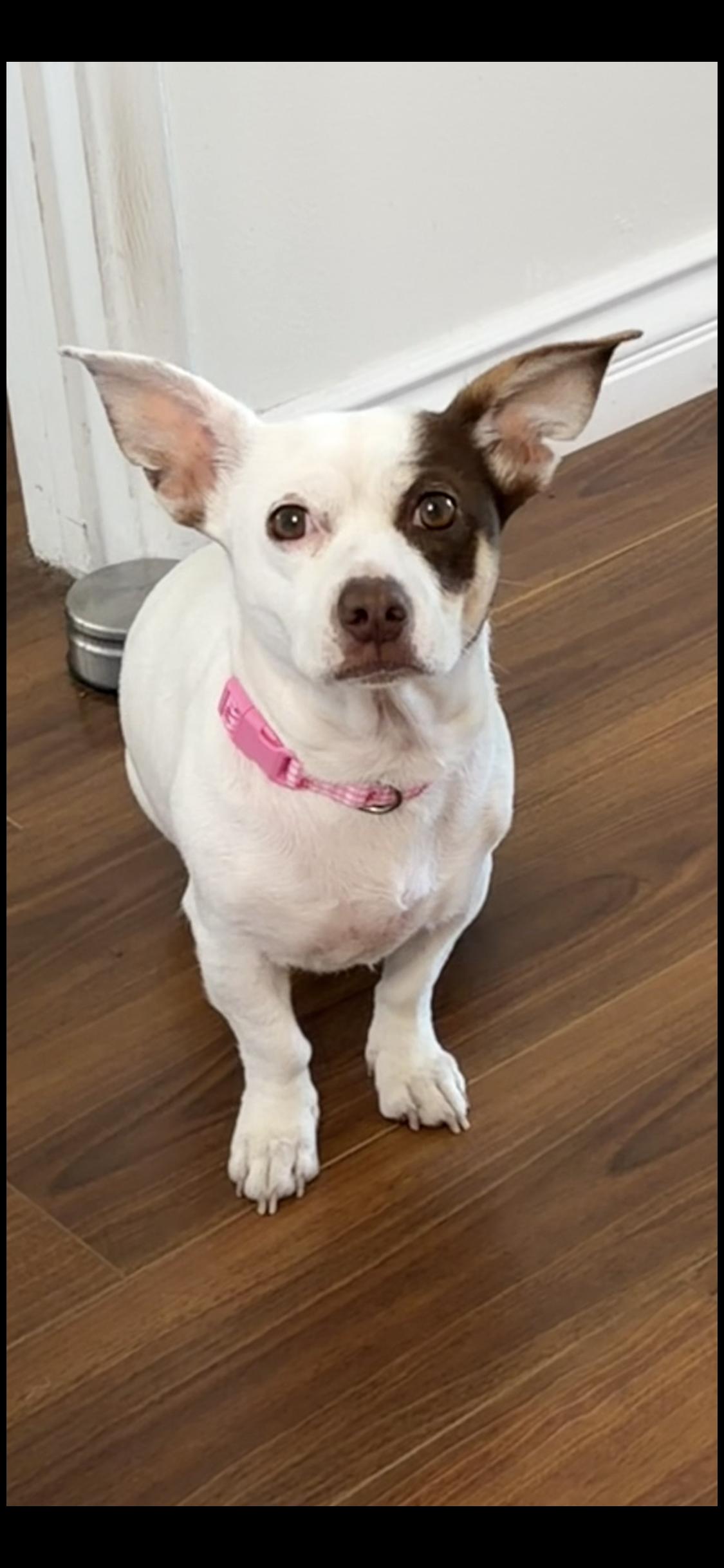 Enlarge Royal, a ADOPTABLE mixed breed in Anaheim , CA image 4/6