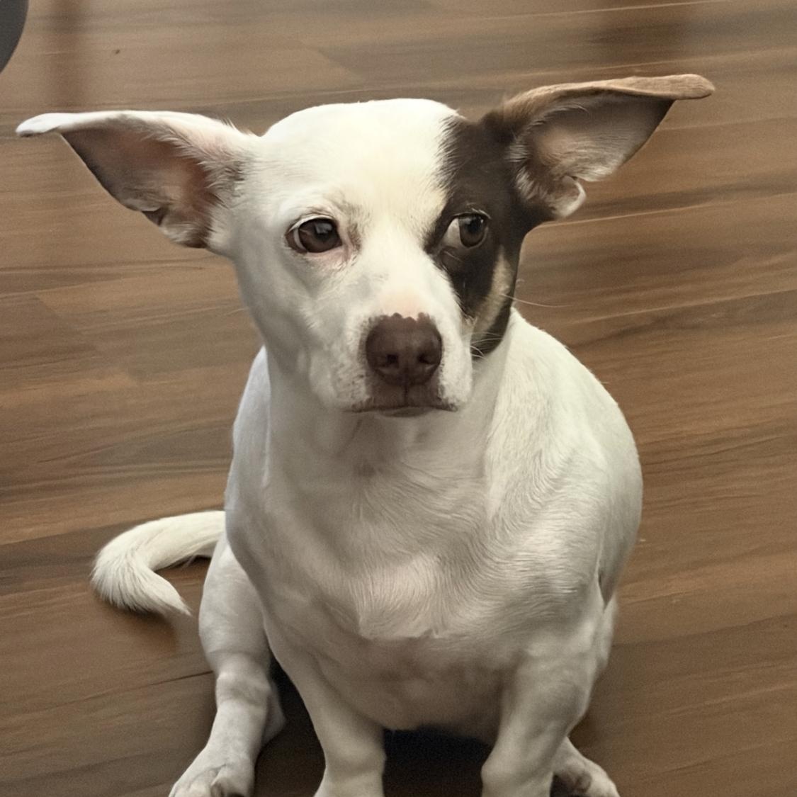 Enlarge Royal, a ADOPTABLE mixed breed in Anaheim , CA image 1/6