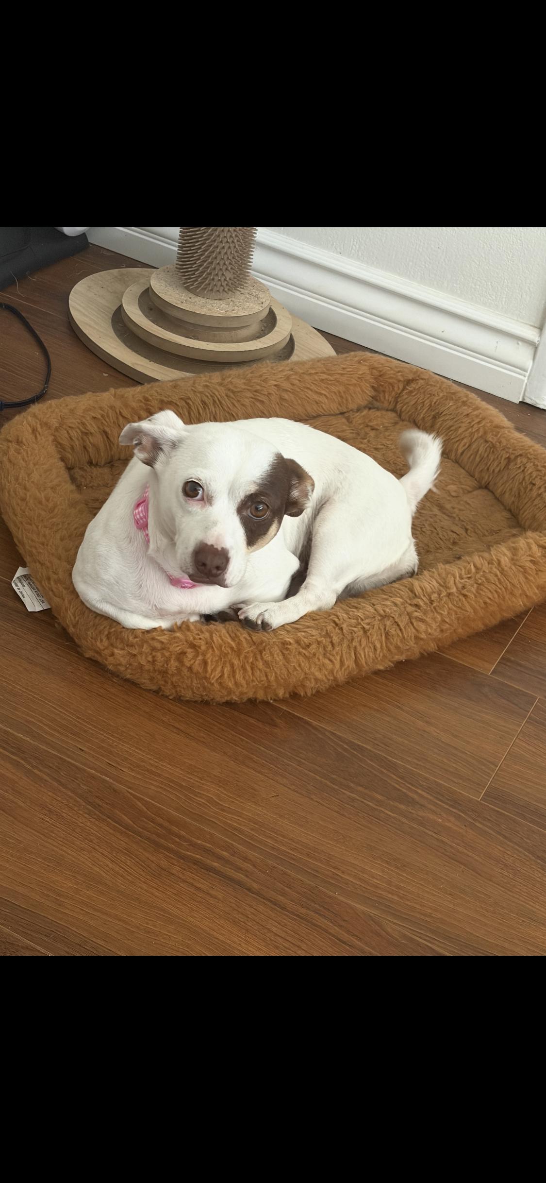 Enlarge Royal, a ADOPTABLE mixed breed in Anaheim , CA image 6/6