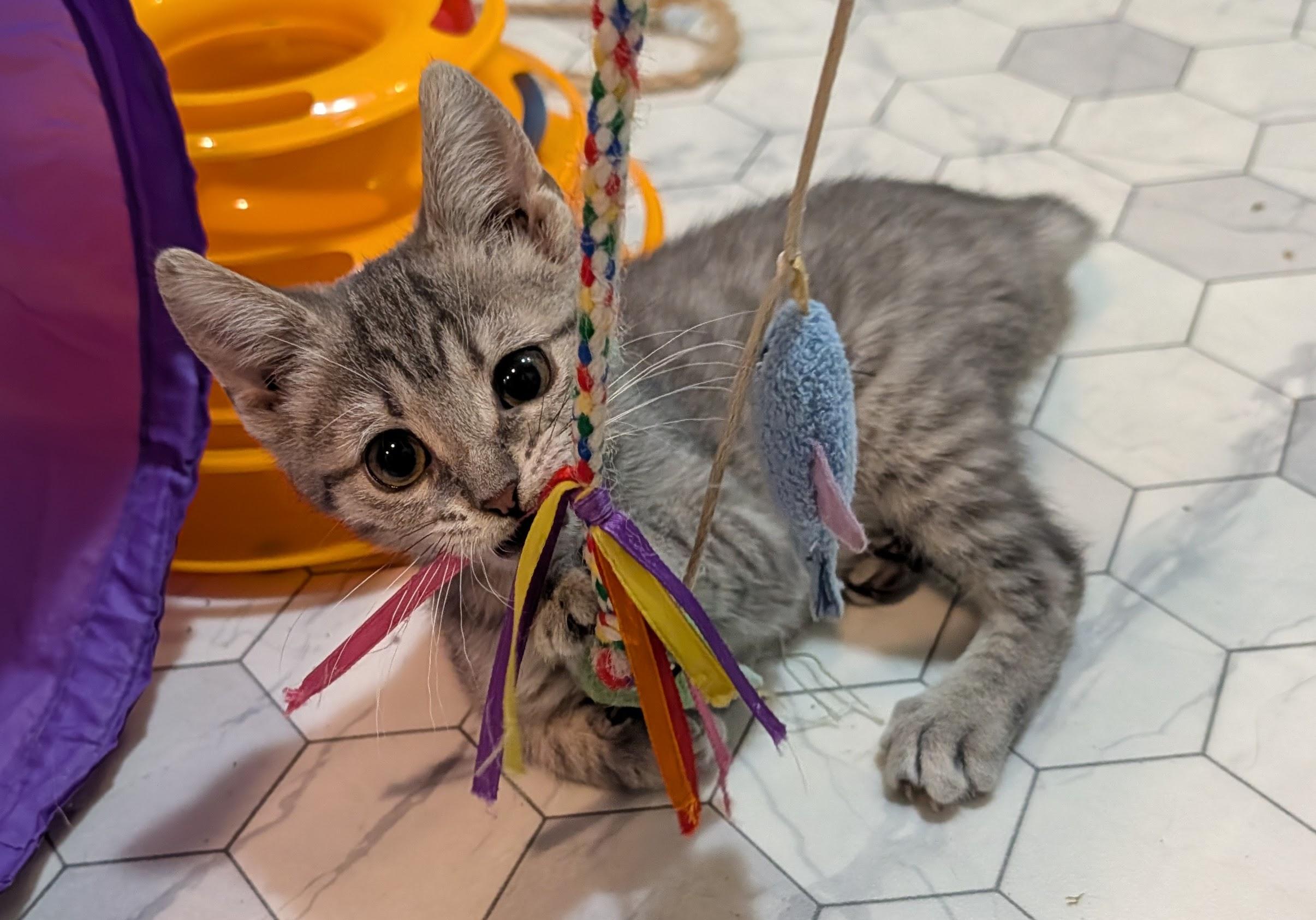 Moxie, adoptable, Kitten Female Domestic Short Hair.