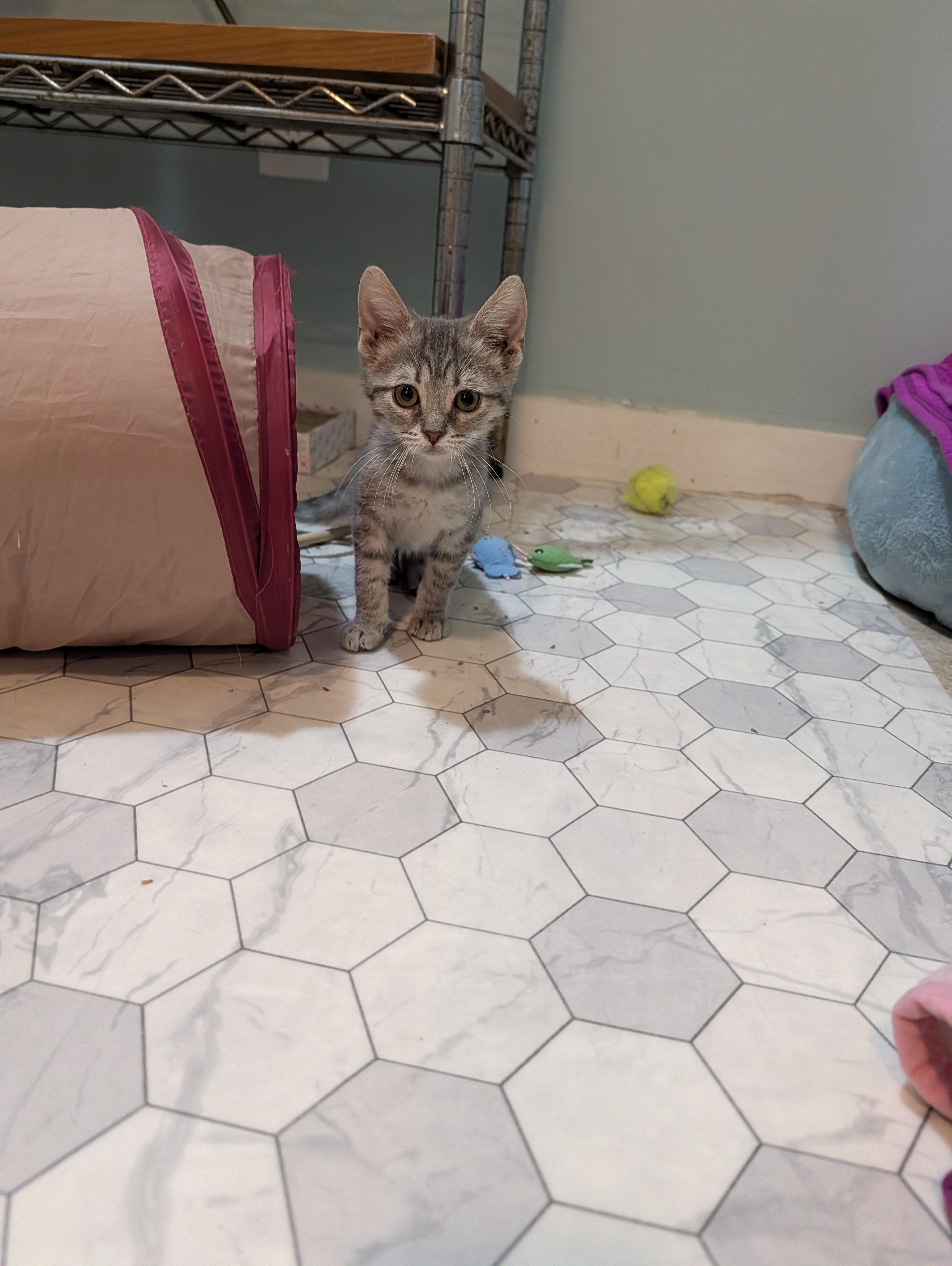 Moxie, an adoptable mixed breed in Minneapolis, MN image 2/4