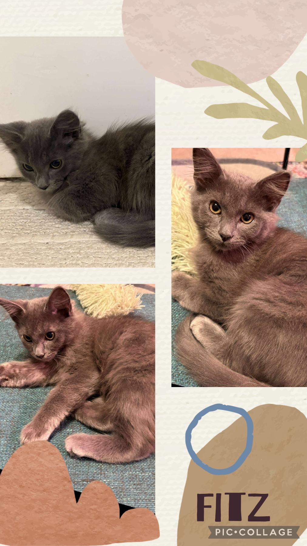 Fitz, Adoptable, Kitten Male Domestic Medium Hair.