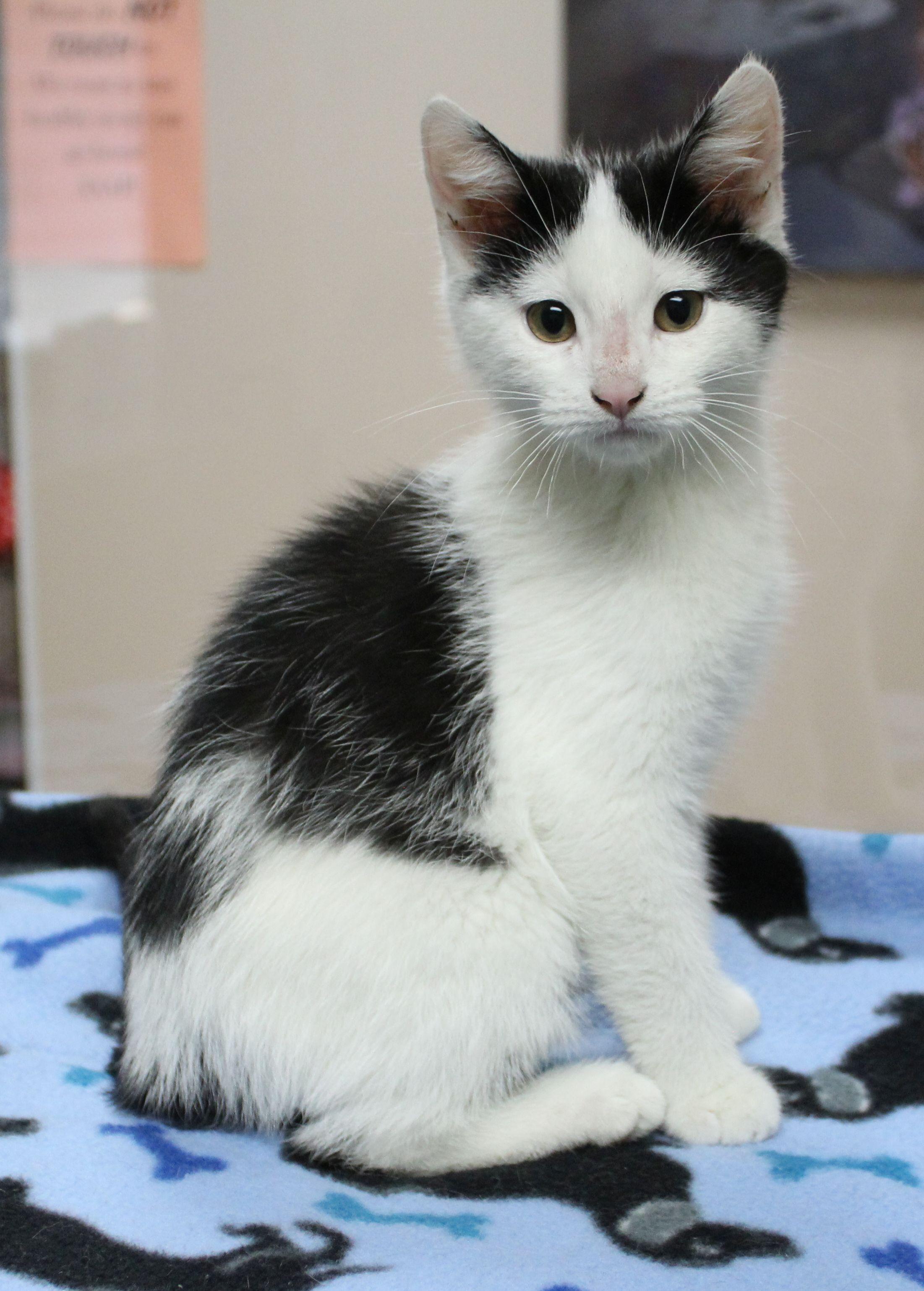 Dunkaroo, ADOPTABLE, Kitten Male Domestic Short Hair.