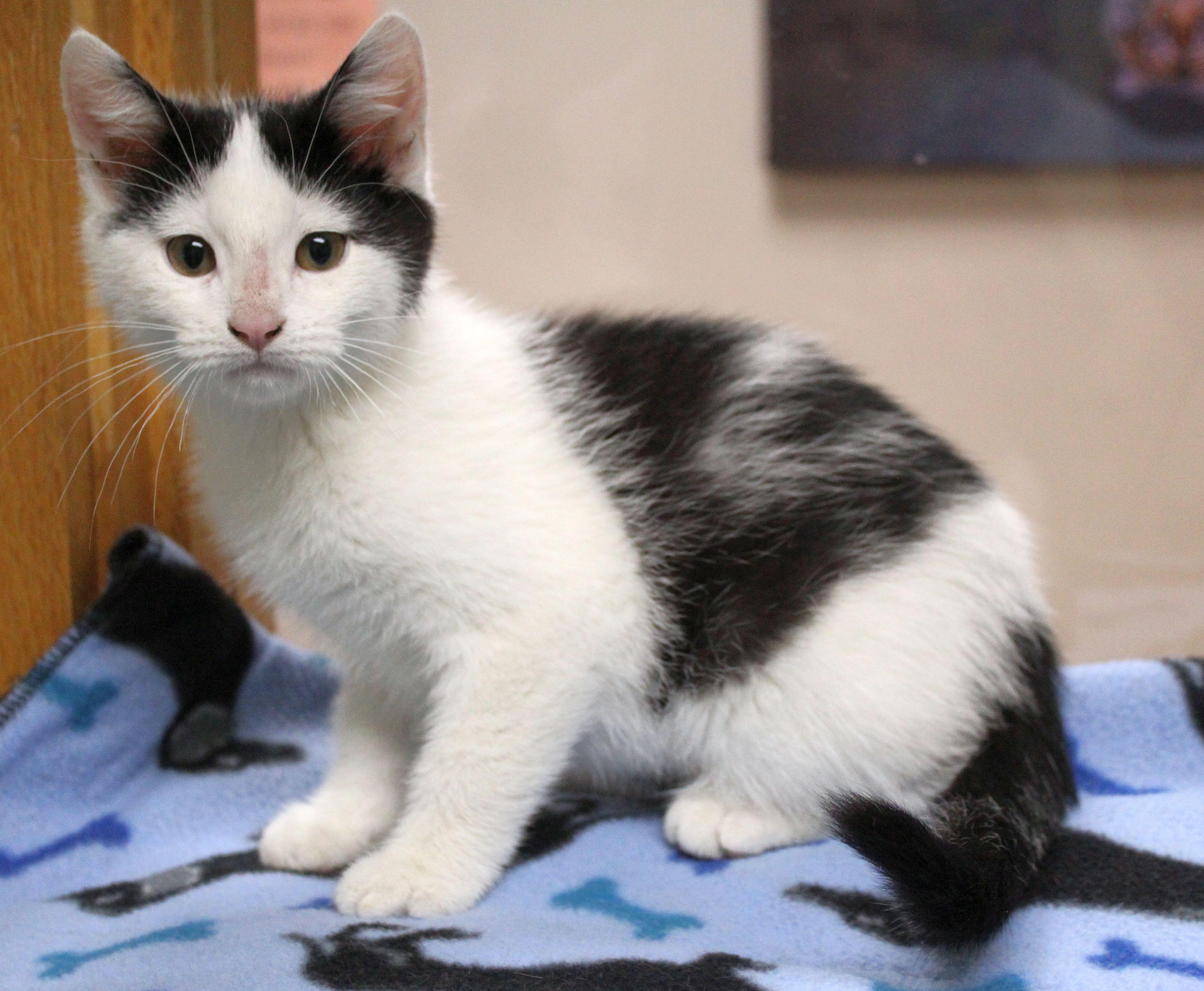 Dunkaroo, a ADOPTABLE Domestic Short Hair in Portage, WI image 3/3