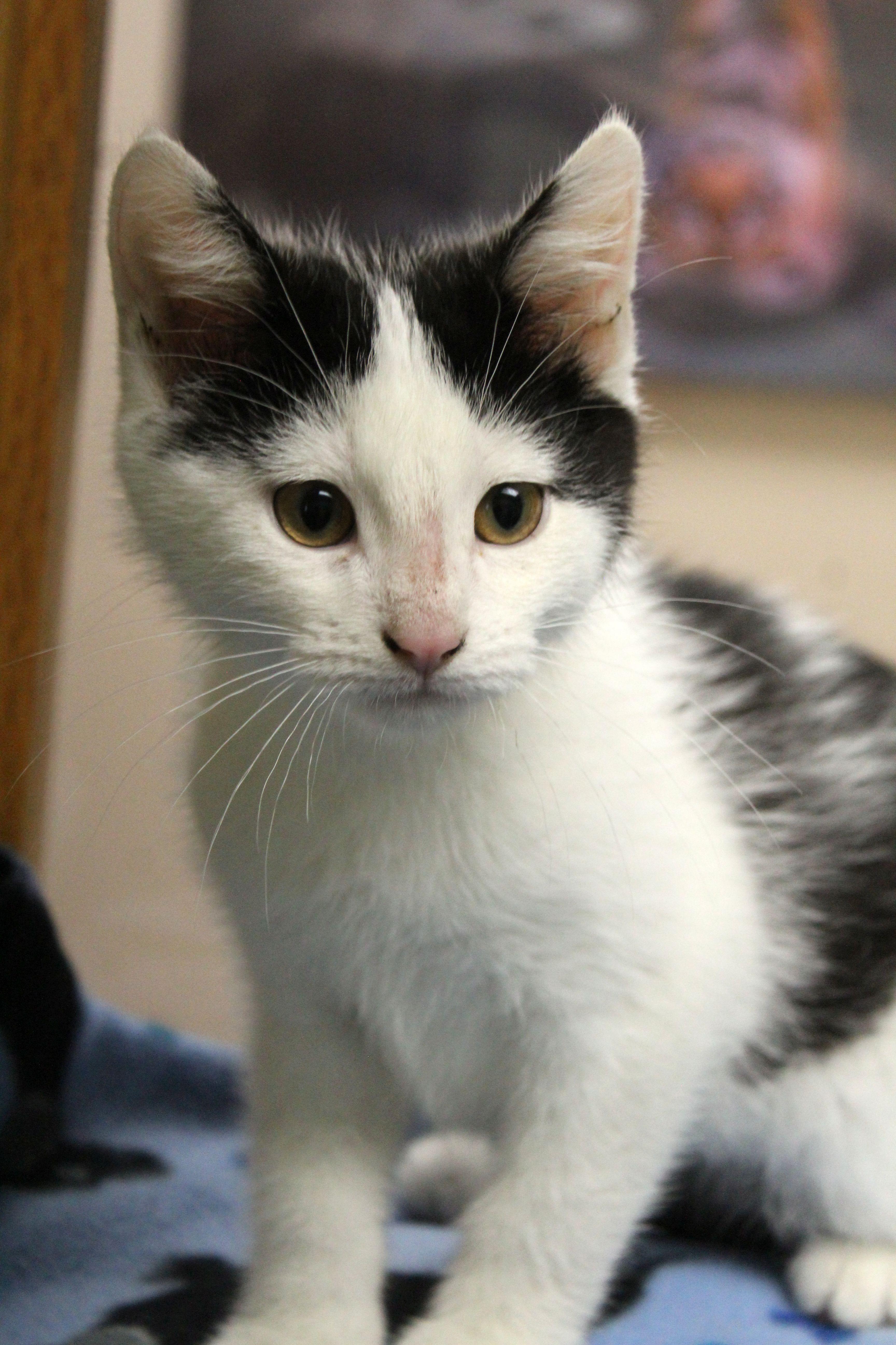 Dunkaroo, a ADOPTABLE Domestic Short Hair in Portage, WI image 2/3