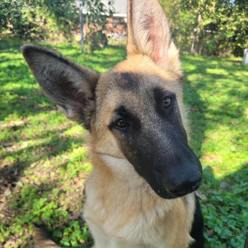 Enlarge Archie, a Adoptable mixed breed in Houston, TX image 1/1