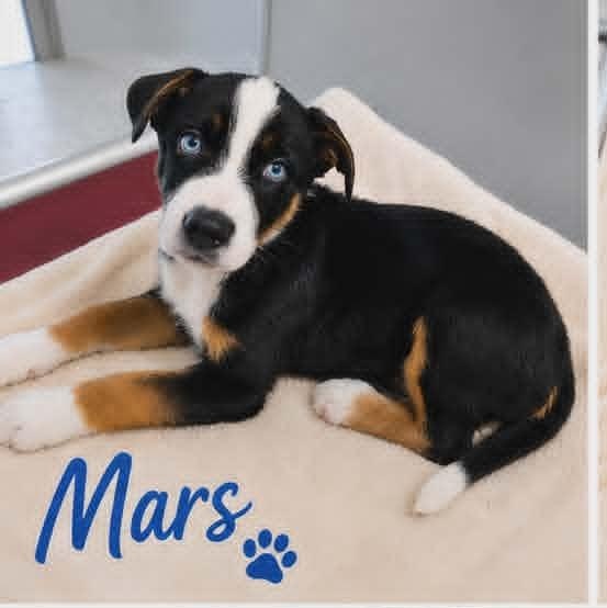 Mars, adopted, Puppy Male Shepherd & Husky.