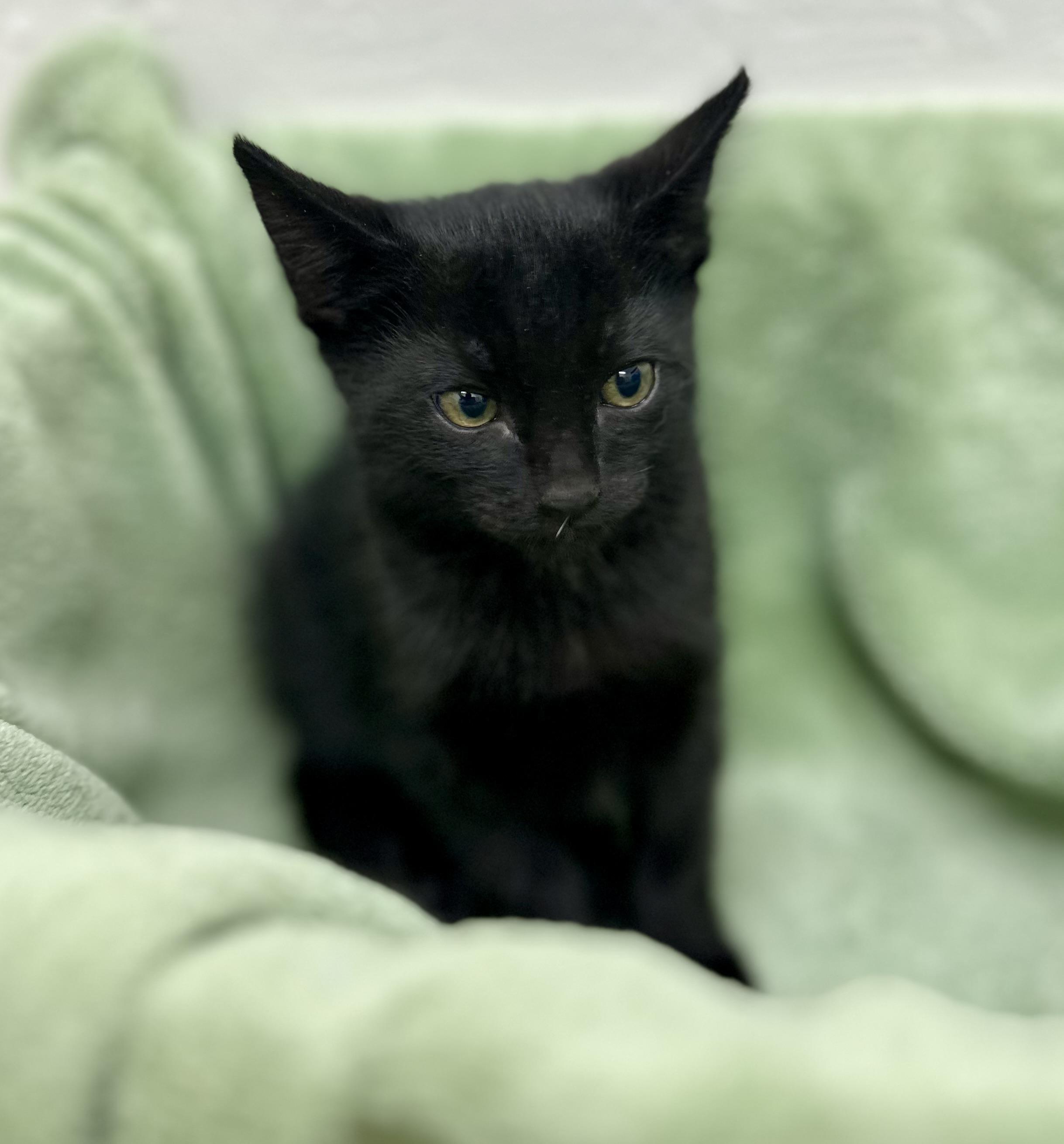 Padre 0125, an adopted Domestic Short Hair in Sonora, CA image 1/3