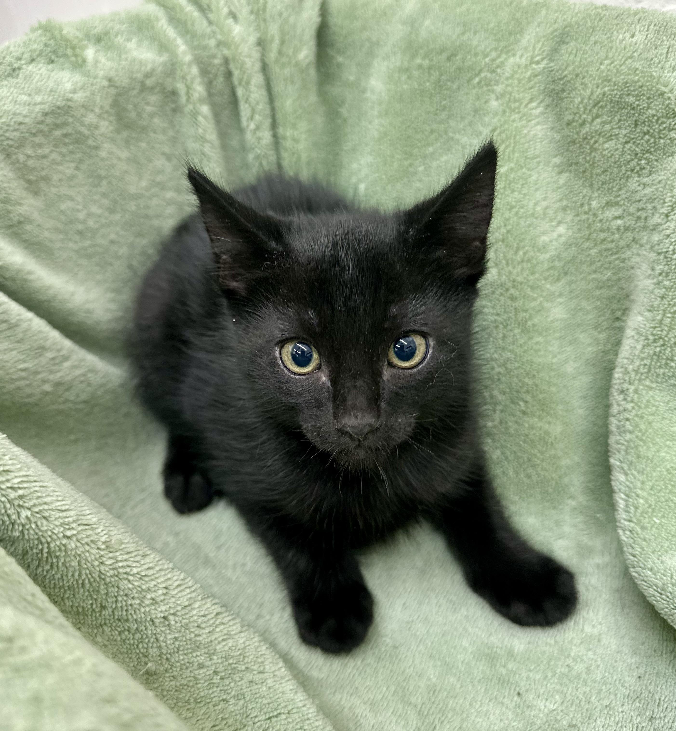 Padre 0125, an adopted Domestic Short Hair in Sonora, CA image 2/3