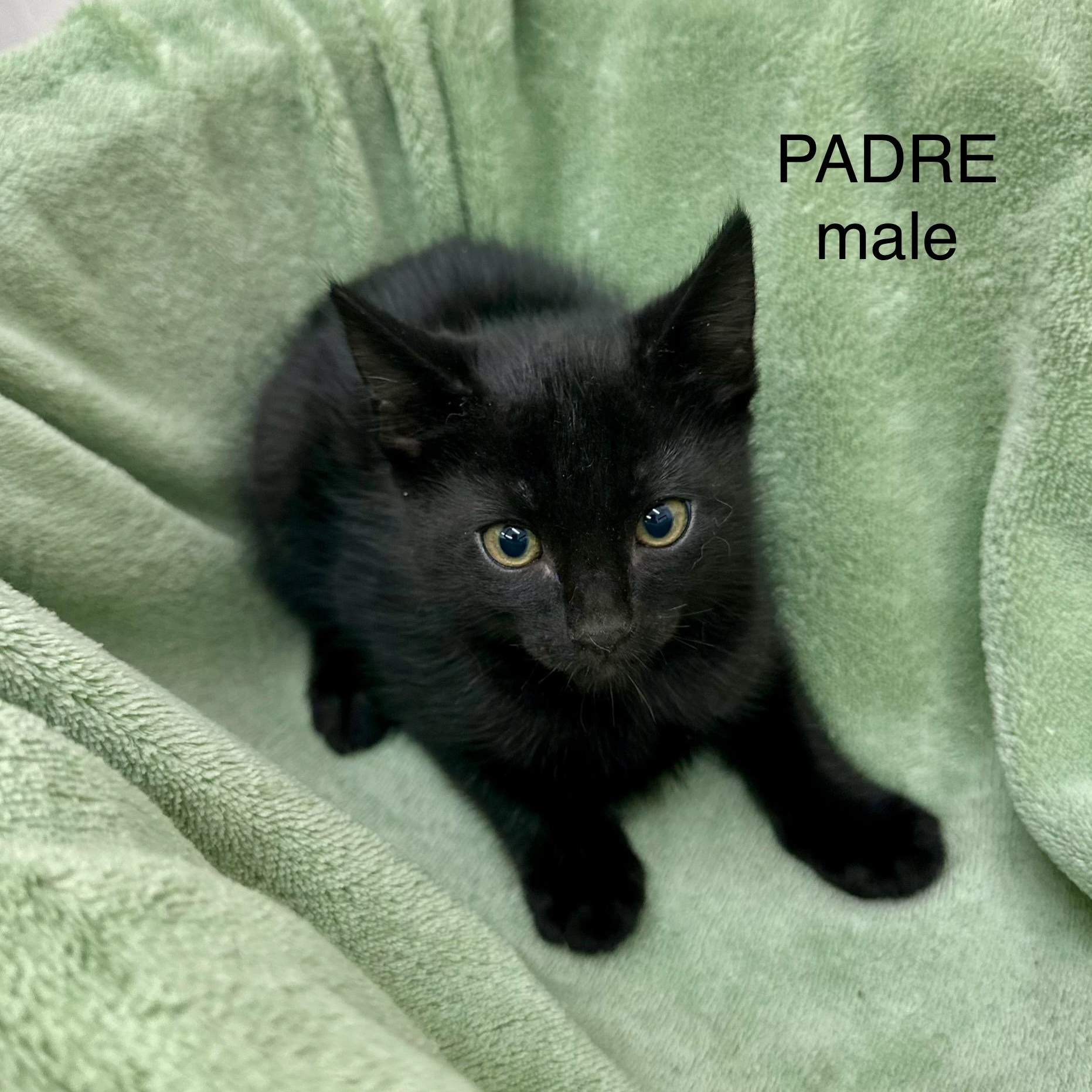 Padre 0125, an adopted Domestic Short Hair in Sonora, CA image 3/3