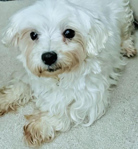 Corinna, ADOPTABLE, Adult Female Maltese.