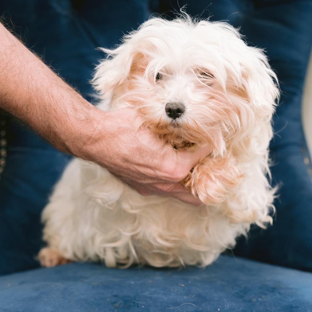 Enlarge Corinna, a ADOPTABLE Maltese in Zionsville, IN image 2/2