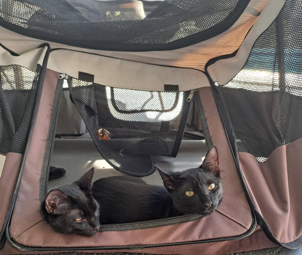 blackberries, Adopted, Young Male Domestic Short Hair.