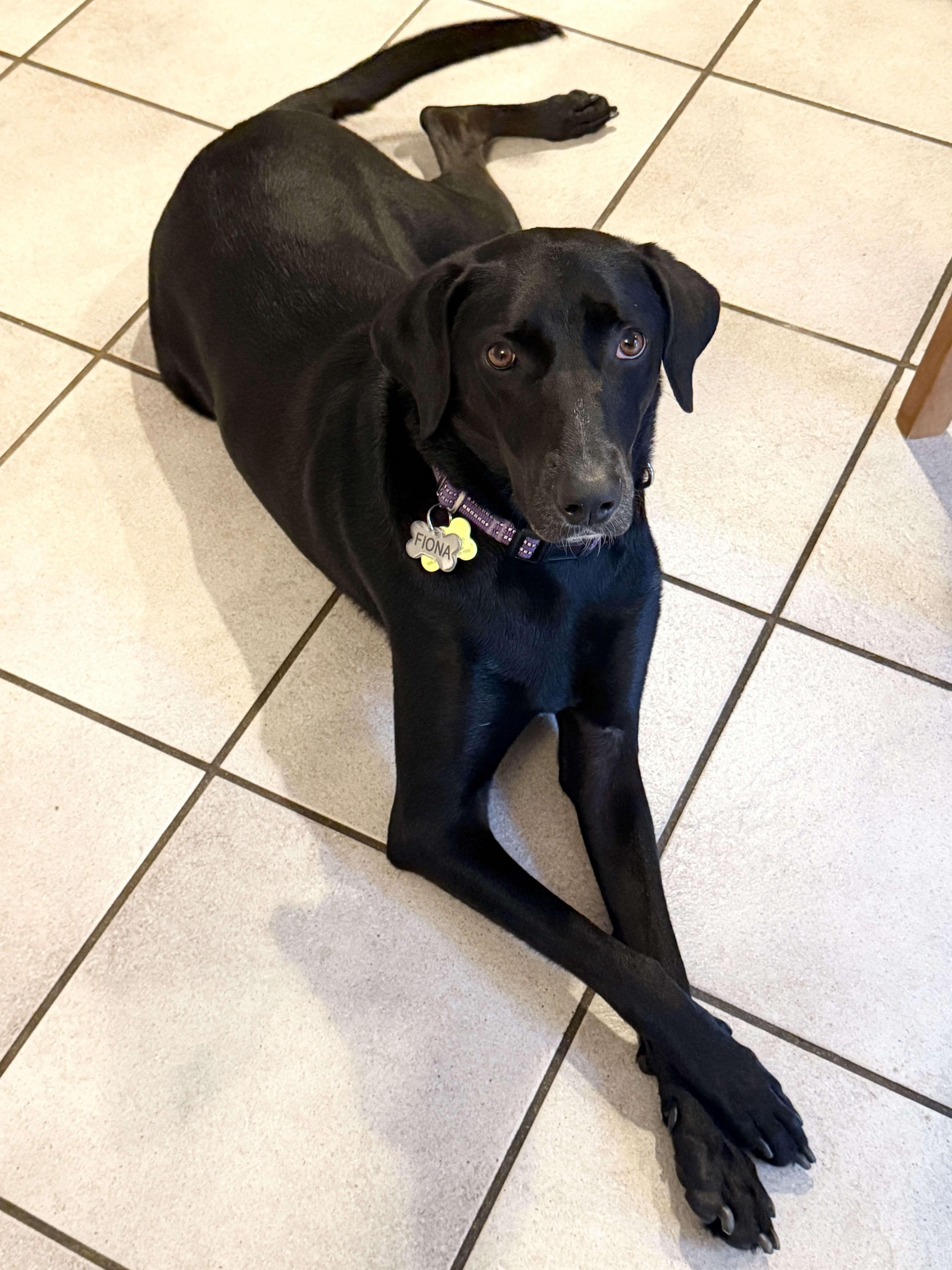 Enlarge Fiona #7, a Adoptable mixed breed in Killingworth, CT image 6/6