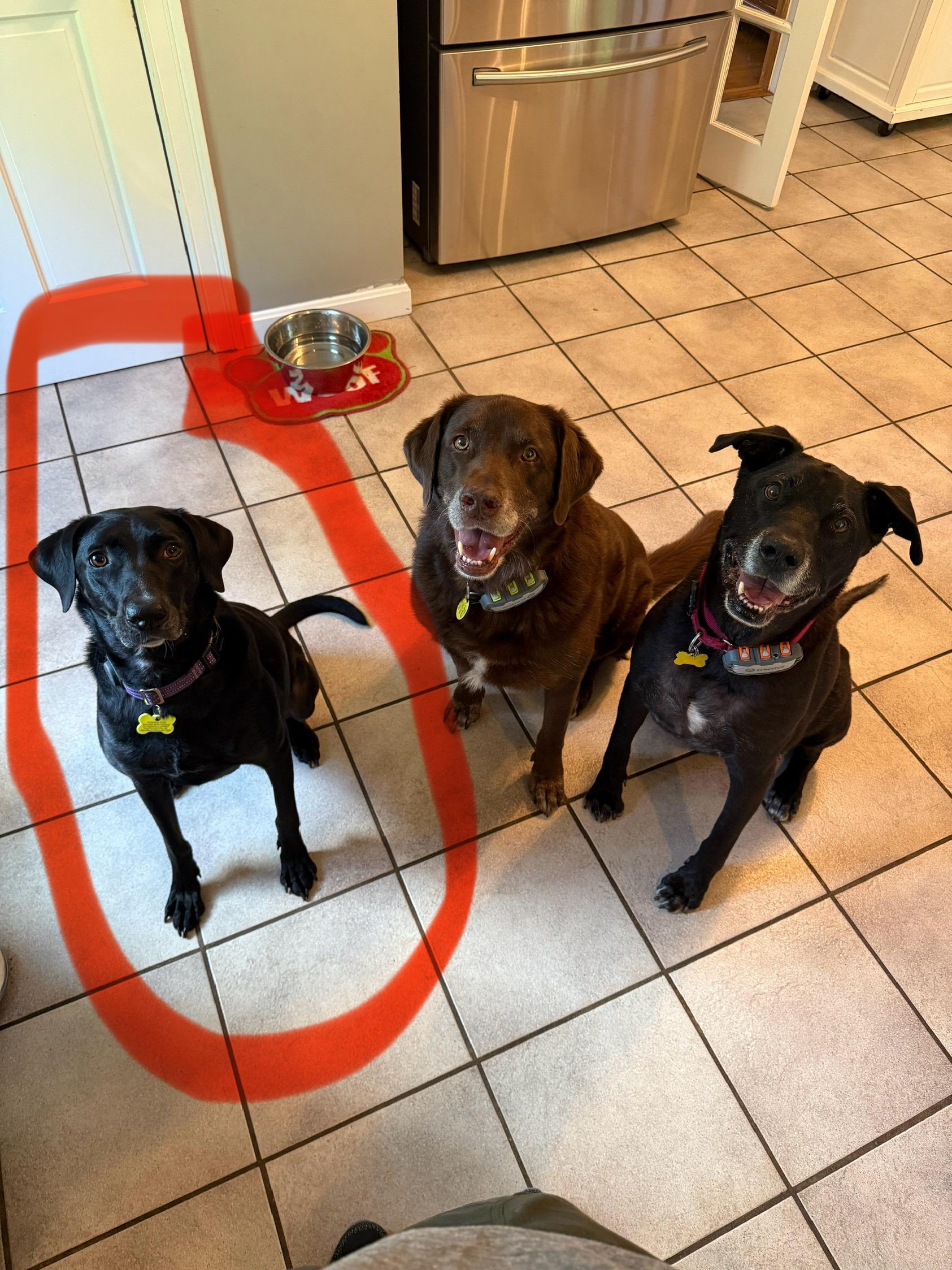 Fiona #7, Adoptable, Adult Female Black Labrador Retriever.