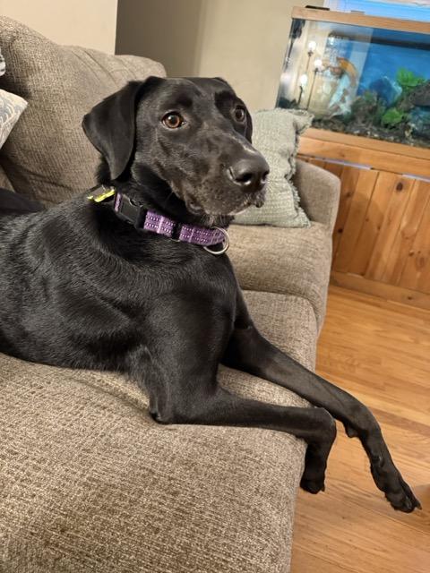 Enlarge Fiona #7, a Adoptable mixed breed in Killingworth, CT image 3/6