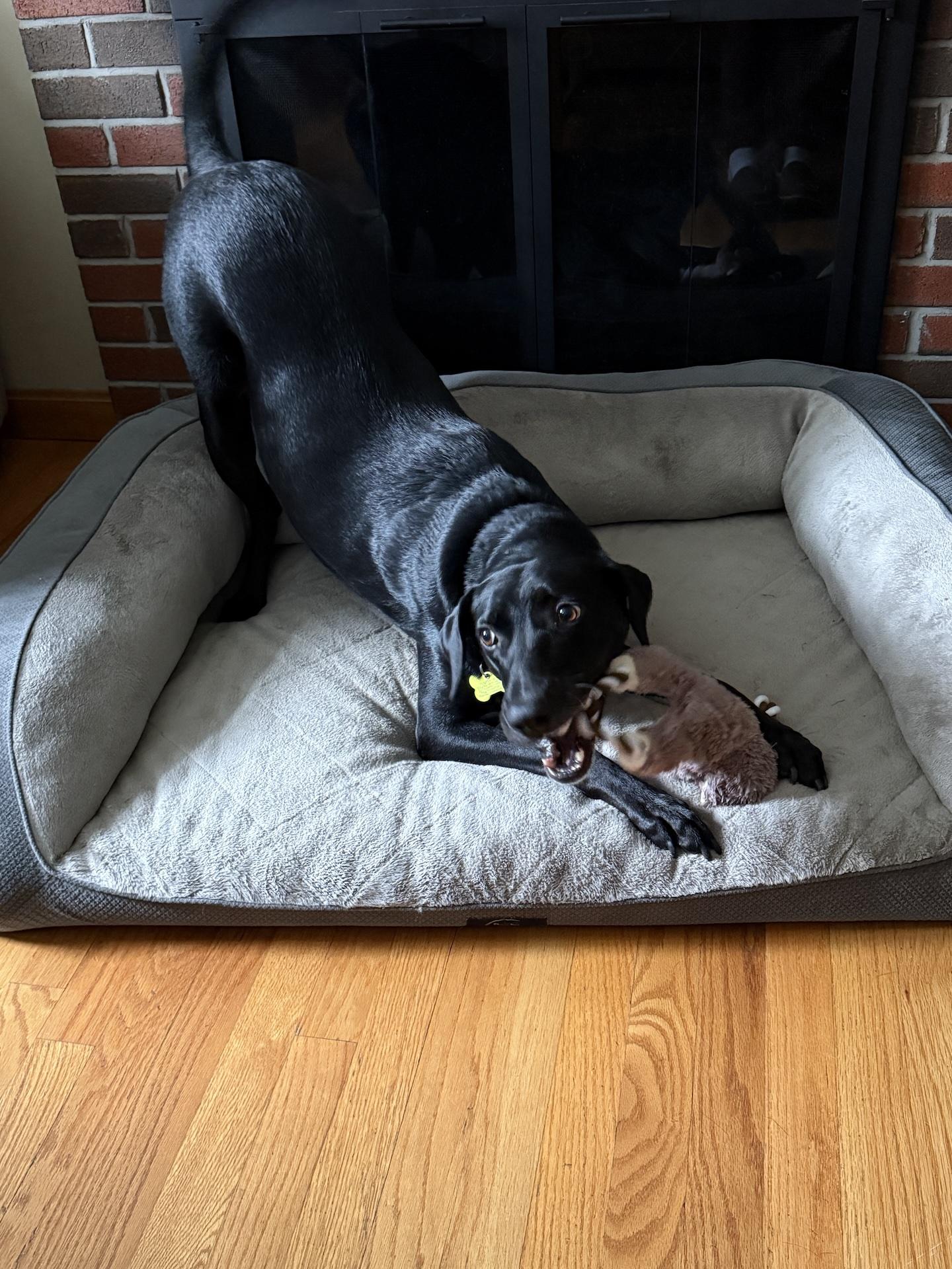 Enlarge Fiona #7, a Adoptable mixed breed in Killingworth, CT image 2/6