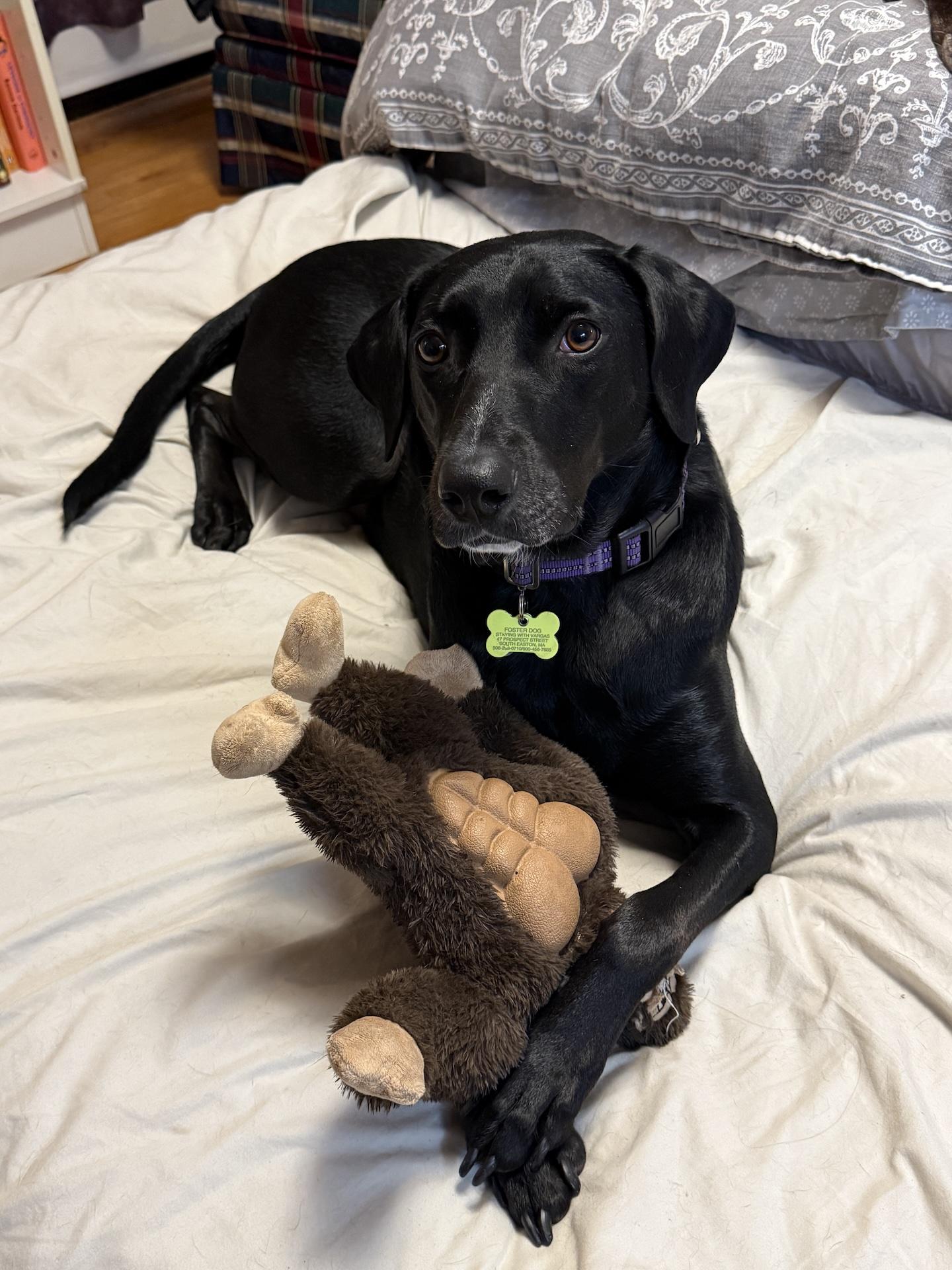 Fiona #7, Adoptable, Adult Female Black Labrador Retriever.
