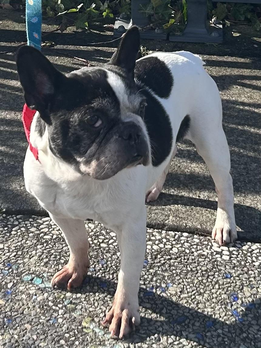 Enlarge Saffron, a ADOPTABLE mixed breed in Silvana, WA image 1/1