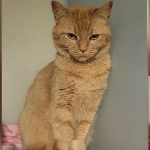 Enlarge Solstice, a Adoptable Domestic Short Hair in Woodstock, GA image 1/2