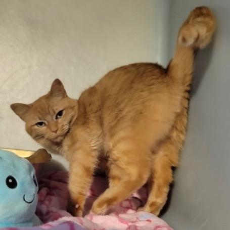 Enlarge Solstice, a Adoptable Domestic Short Hair in Woodstock, GA image 2/2