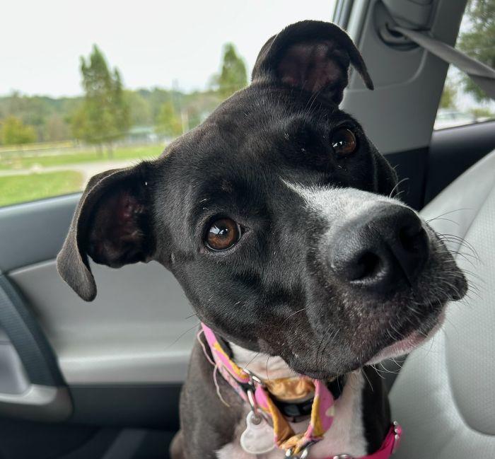 Enlarge Hannah, a Adoptable mixed breed in Parkville, MO image 1/6